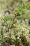 Veronica verna subsp. brevistyla (Moris) Rouy
