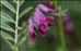 Vicia benghalensis L.