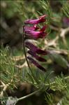 Vicia benghalensis L.
