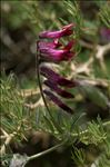 Vicia benghalensis L.