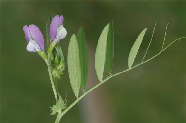 Vicia bithynica (L.) L.