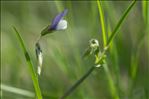 Vicia bithynica (L.) L.