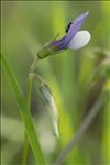 Vicia bithynica (L.) L.