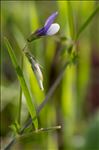 Vicia bithynica (L.) L.