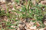 Vicia bithynica (L.) L.