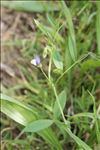 Vicia bithynica (L.) L.