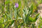 Vicia bithynica (L.) L.