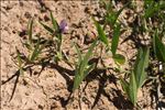 Vicia bithynica (L.) L.