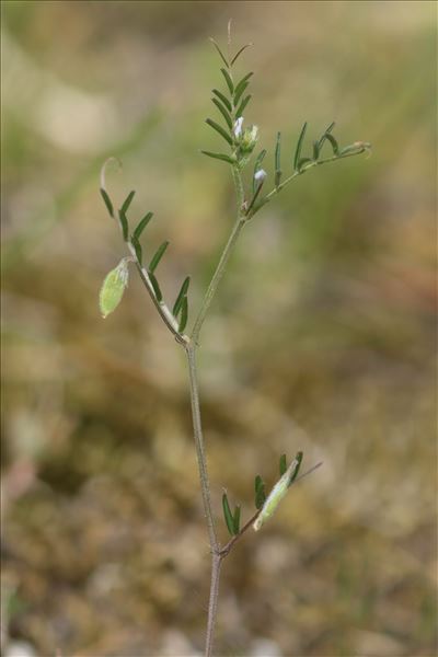 Ervilia hirsuta (L.) Opiz