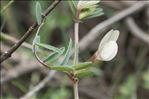 Vicia lutea L.