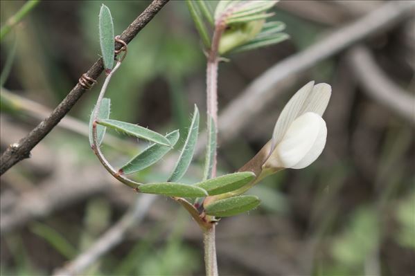 Vicia lutea L.