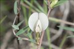 Vicia lutea L.