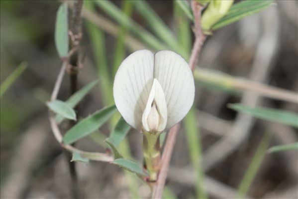 Vicia lutea L. subsp. lutea