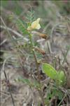 Vicia lutea L.