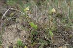 Vicia lutea L.