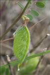 Vicia lutea L.