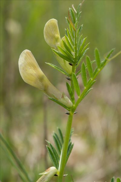 Vicia lutea L. subsp. lutea