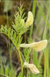 Vicia lutea L. subsp. lutea