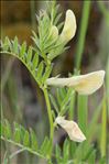 Vicia lutea L.