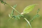 Vicia lutea L. subsp. lutea