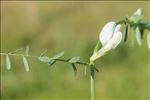 Vicia lutea L. subsp. lutea