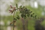 Vicia pannonica Crantz