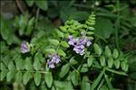 Vicia sepium L.