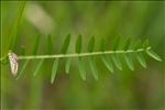 Vicia tenuifolia Roth