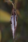 Vincetoxicum hirundinaria Medik. subsp. hirundinaria