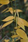 Vincetoxicum hirundinaria subsp. contiguum (W.D.J.Koch) Markgr.