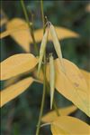 Vincetoxicum hirundinaria Medik. subsp. hirundinaria