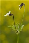 Viola arvensis var. contempta (Jord.) M.Espeut