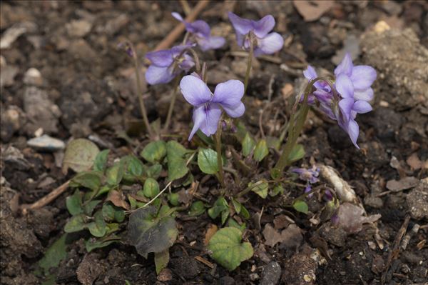 Viola canina subsp. ruppii (All.) Schübler & G.Martens