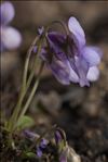 Viola canina subsp. schultzii (Billot) Döll