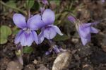 Viola canina subsp. ruppii (All.) Schübler & G.Martens