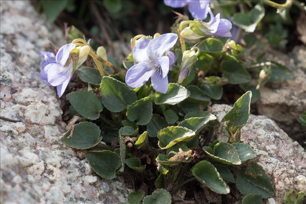 Viola canina subsp. schultzii (Billot) Döll
