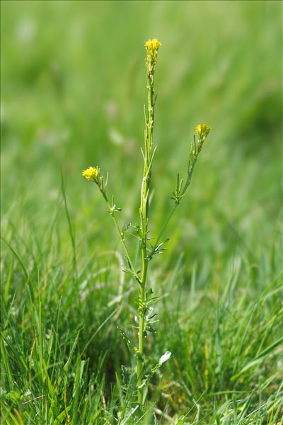 Barbarea intermedia Boreau