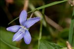 Viola riviniana Rchb. f. riviniana 
