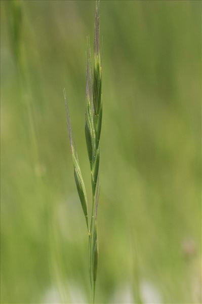 Vulpia myuros (L.) C.C.Gmel.