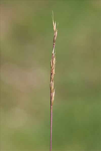 Vulpia unilateralis (L.) Stace