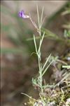 Lathyrus angulatus L. [1753]