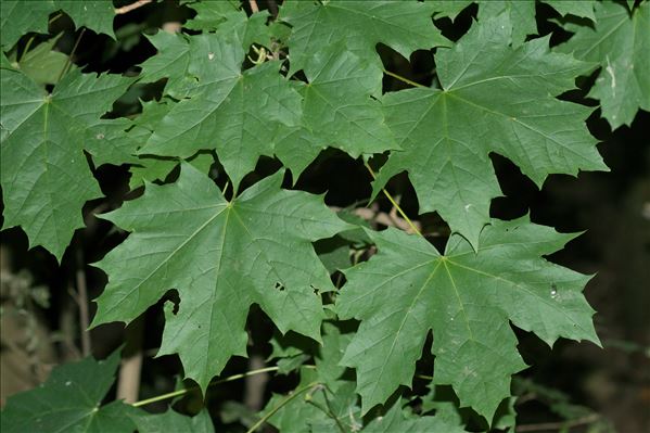 Acer platanoides L. subsp. platanoides