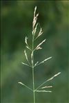 Agrostis canina L.