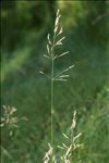 Agrostis canina L.