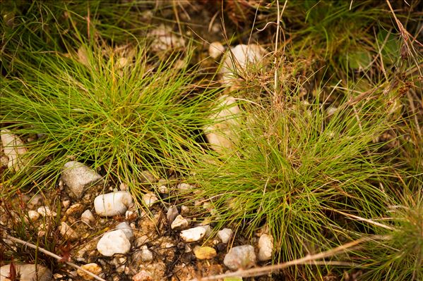 Agrostis canina L. var. canina