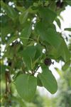 Alnus cordata (Loisel.) Duby