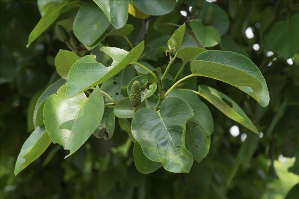 Alnus cordata (Loisel.) Duby