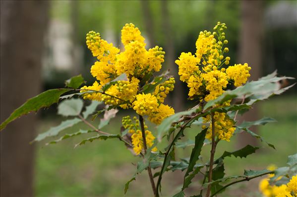 Berberis aquifolium Pursh