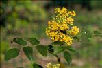 Berberis aquifolium Pursh