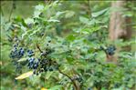 Berberis aquifolium Pursh